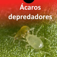 Ácaros depredadores